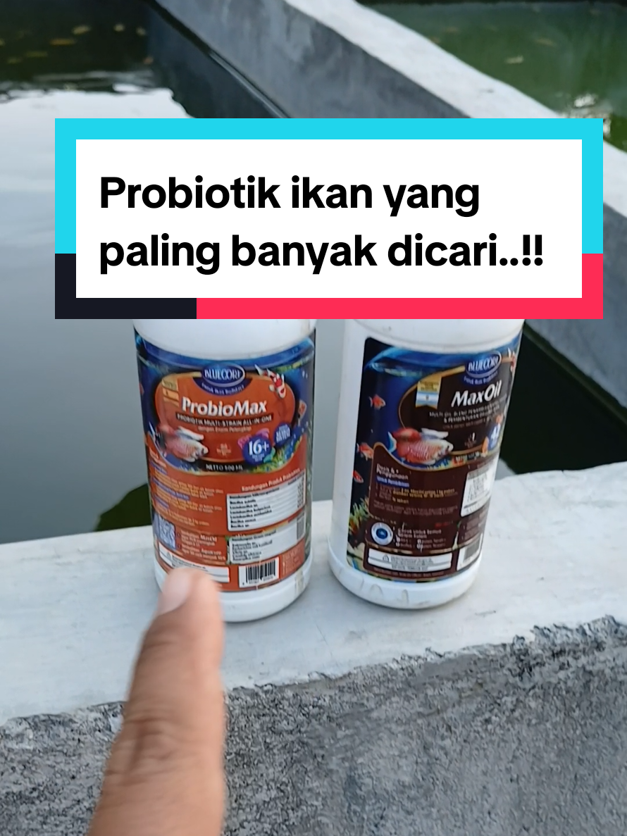 @Kang_Ewi