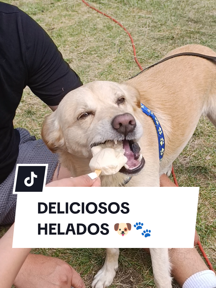 @Doggy Cream