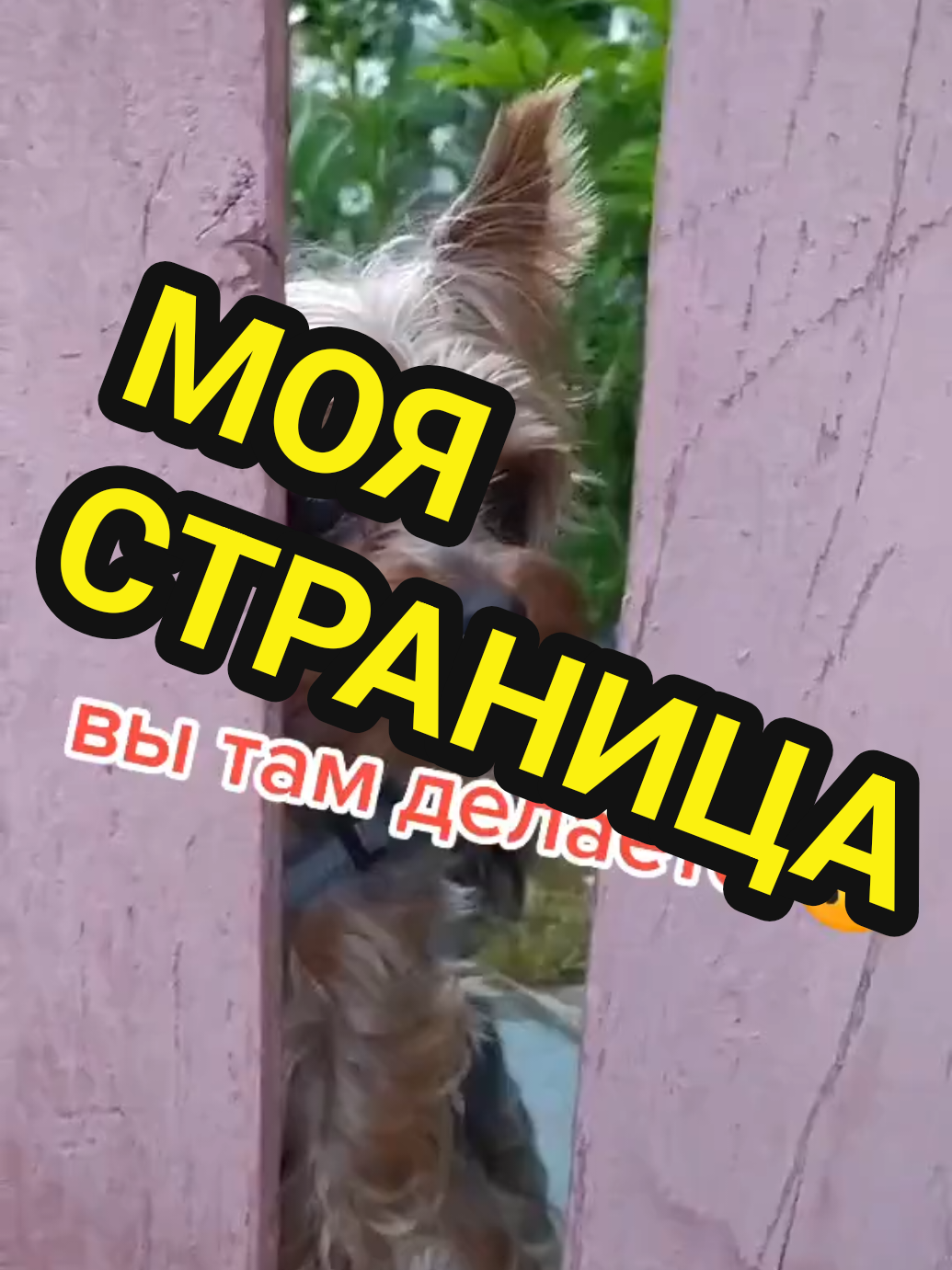 @🤟Веня Машаранский✌