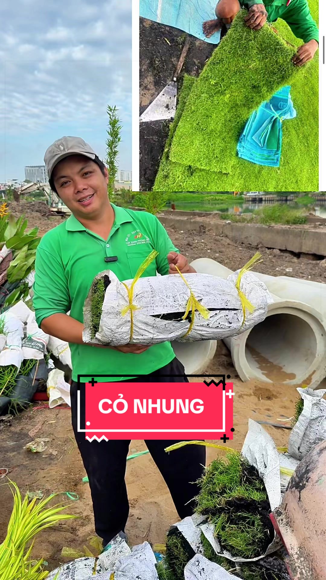 @Cây Xanh Phong Hồng