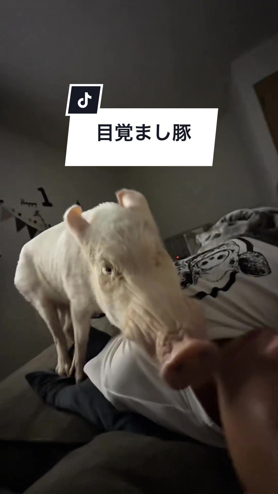 @めんべぇ家🐽💢