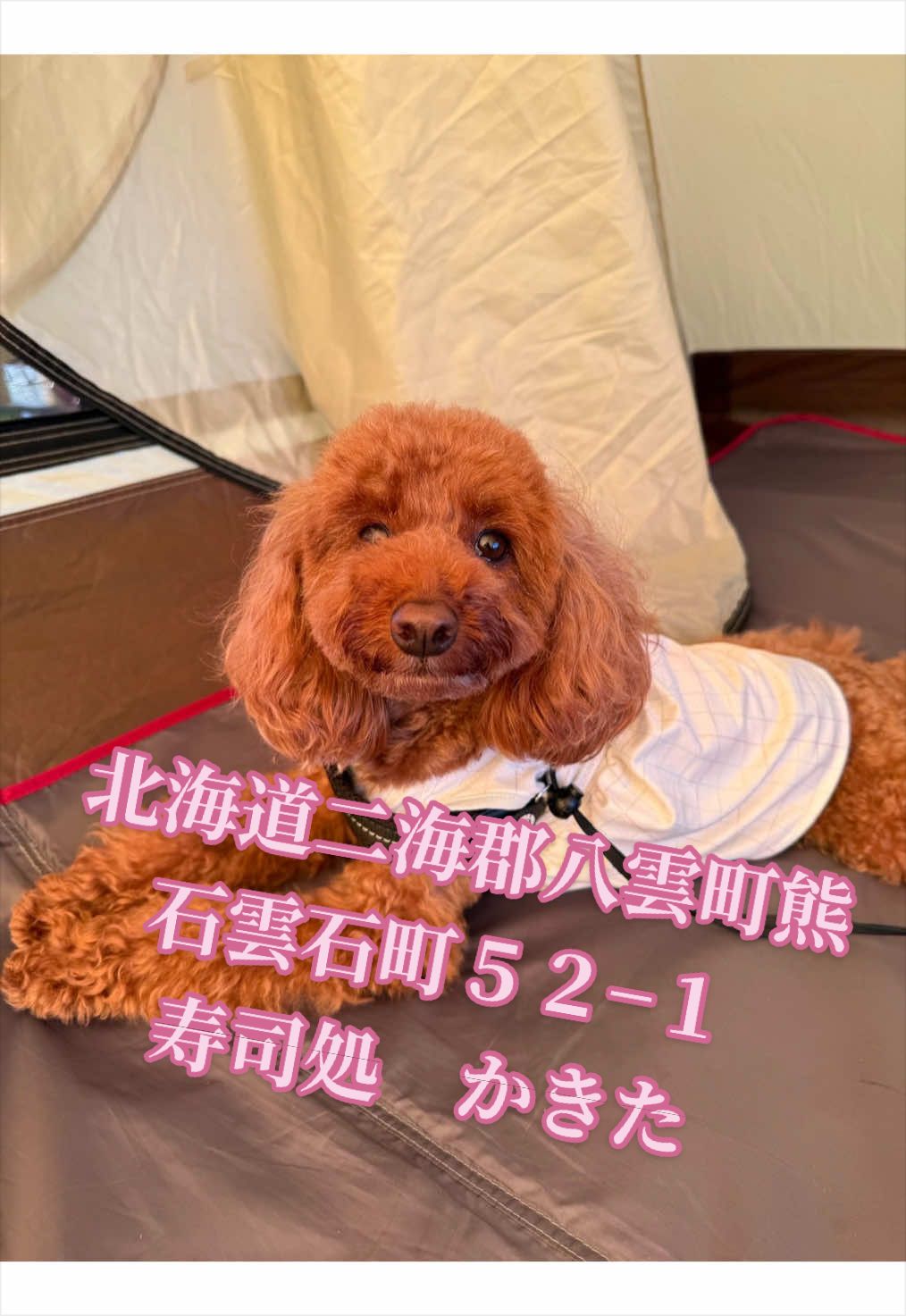 @テディきち
