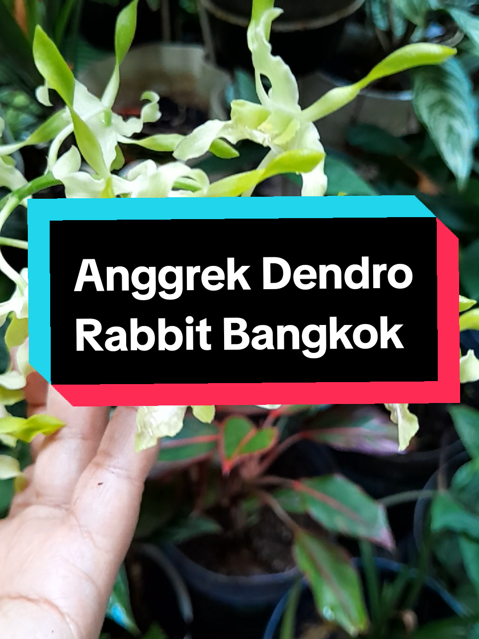 @Ambar healthy herbapedia