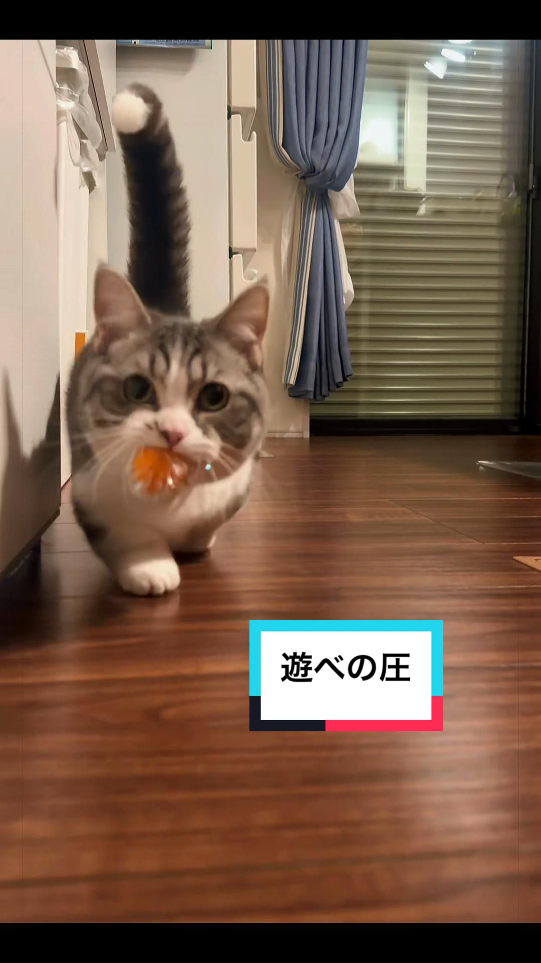 @☆しじみ☆マンチカン