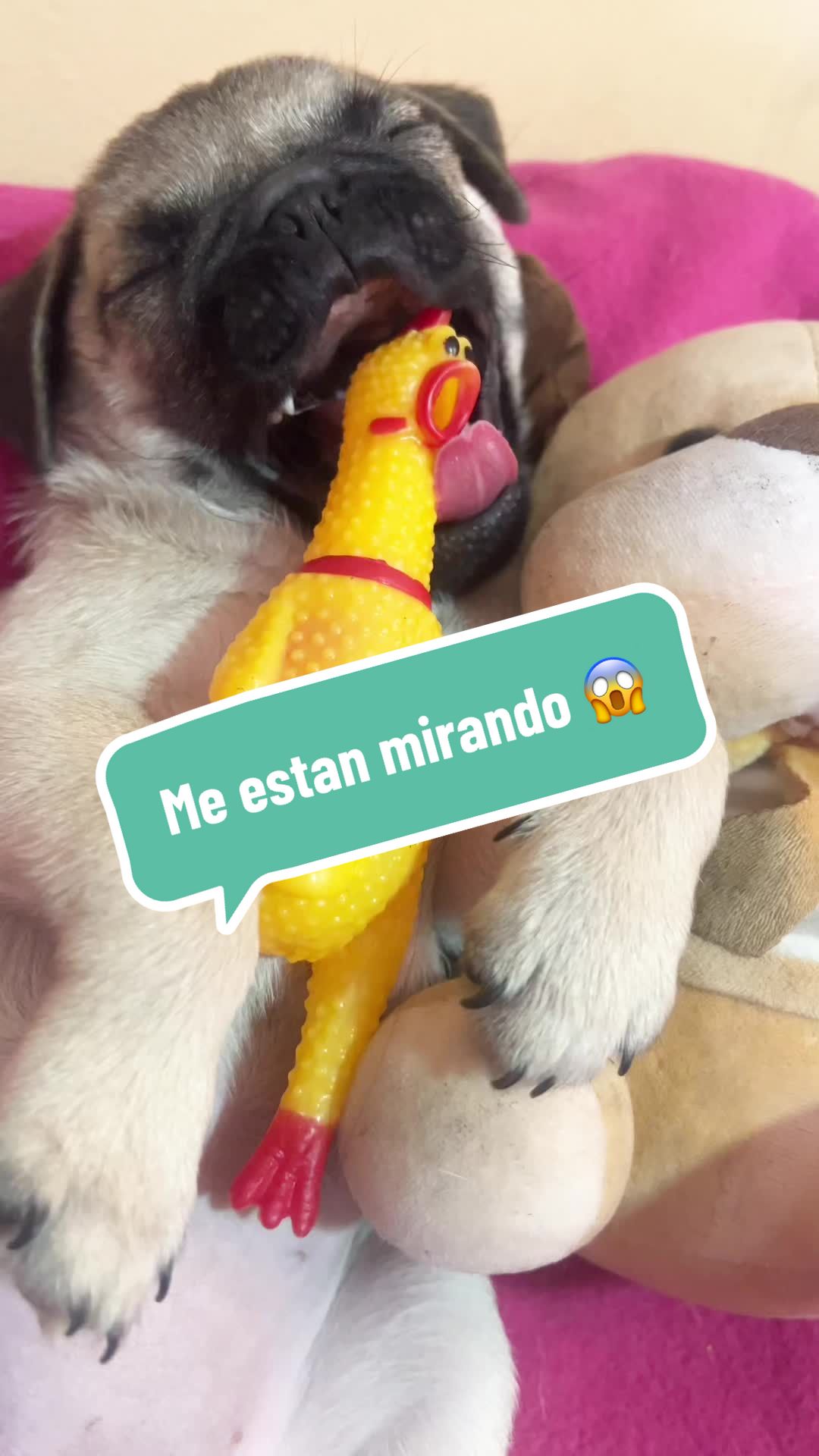 @Babypug