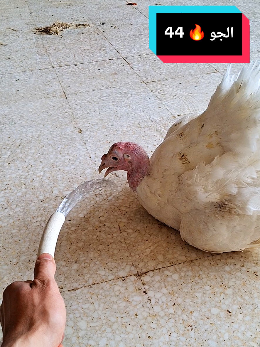 @مُسْـ☪ـلـم | 𝑴𝑼𝑺𝑳𝑰𝑴  ✪