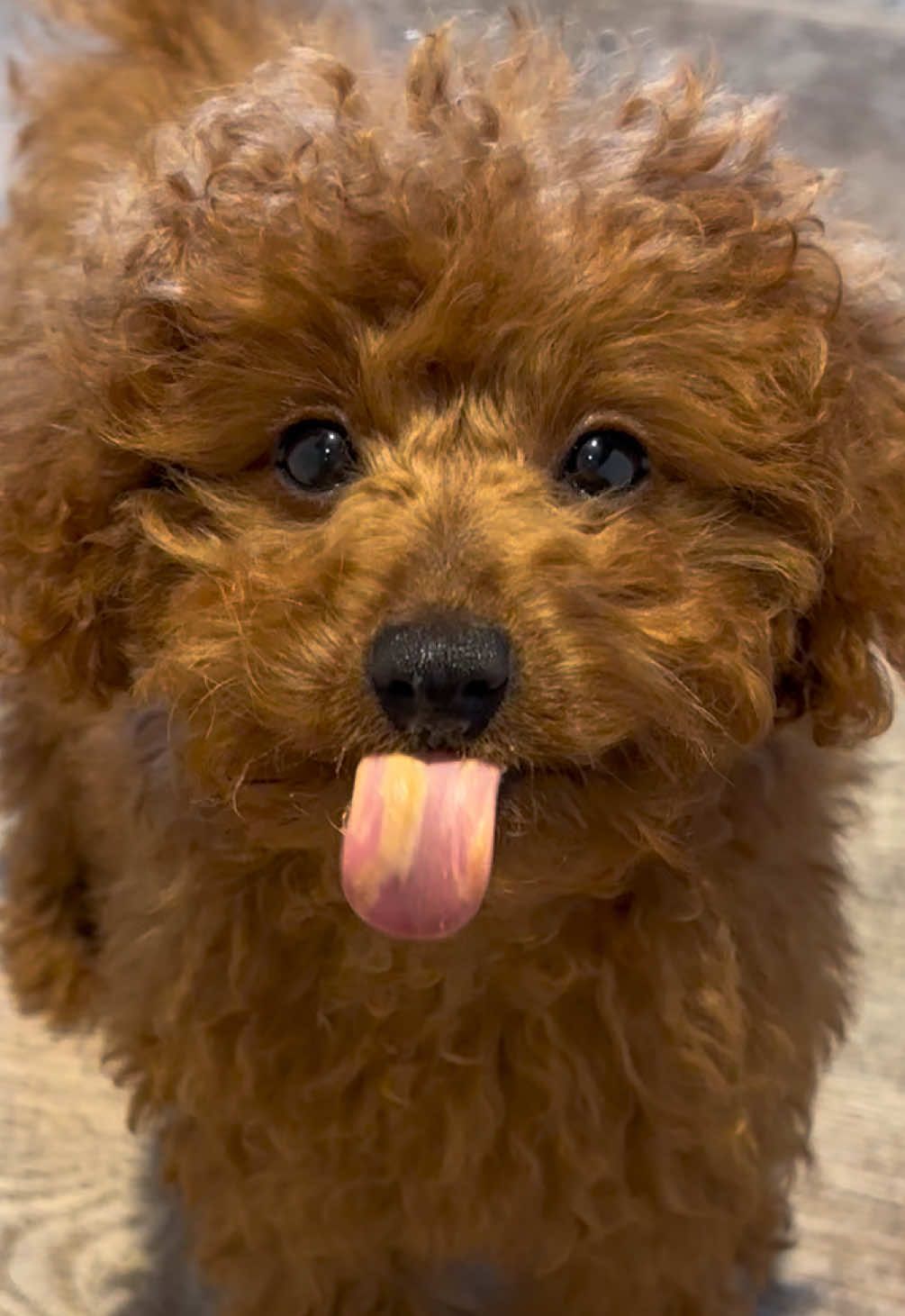 @peppermytoypoodle