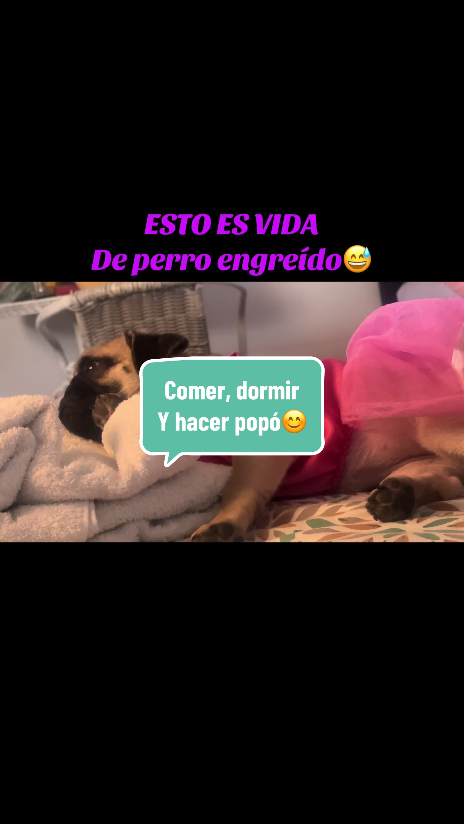 @Babypug