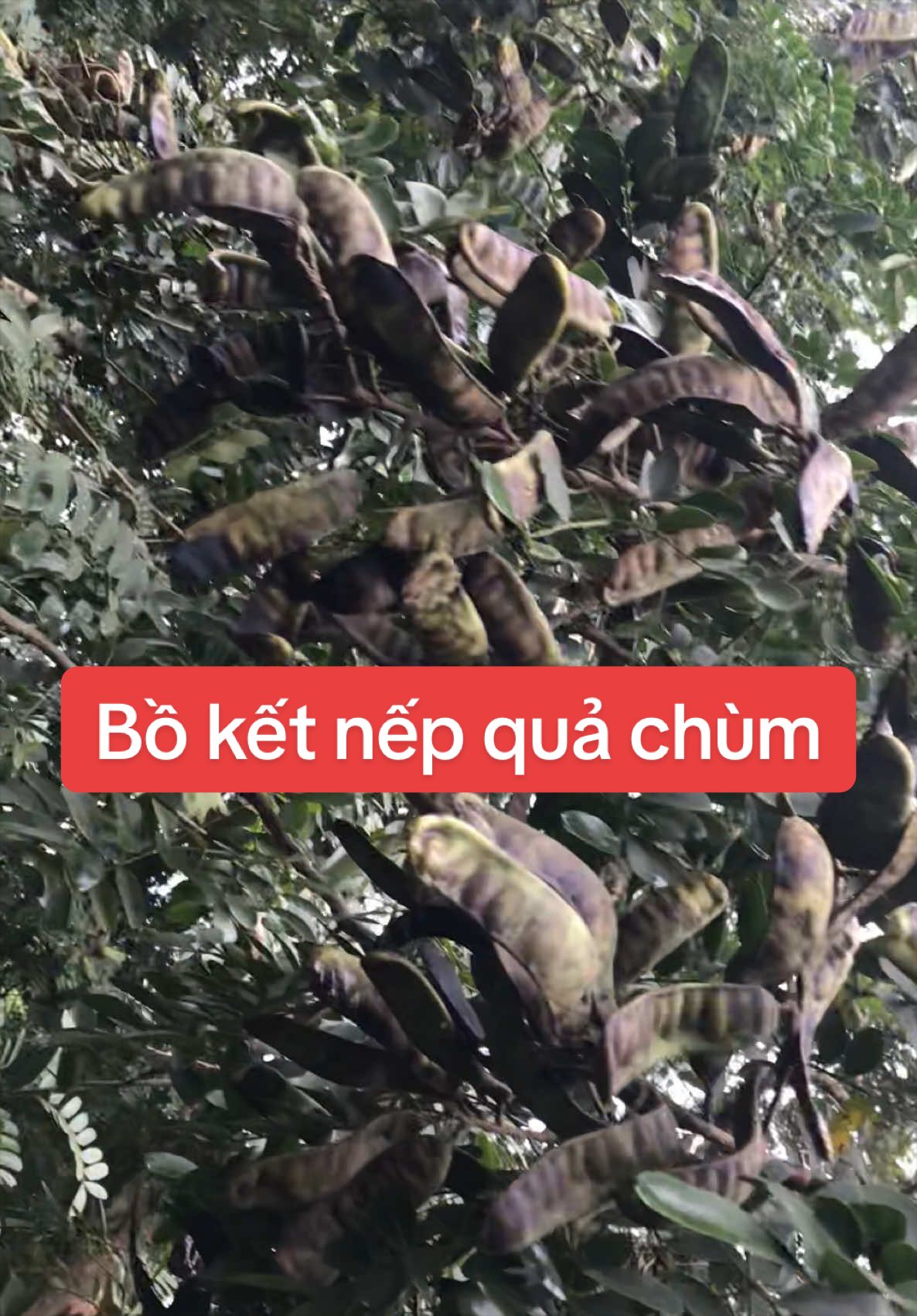 @Nhà Vườn Vũ Mai