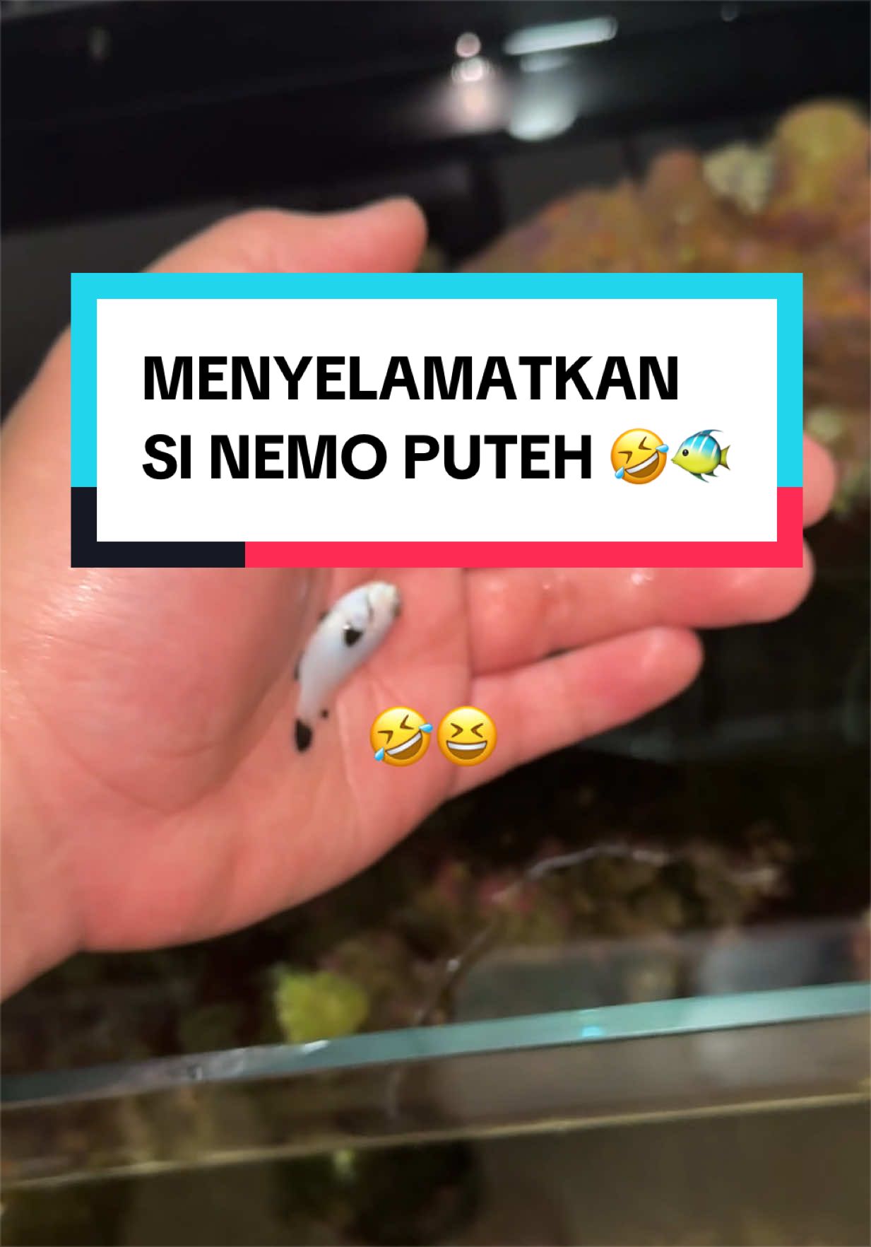 @AsyReef