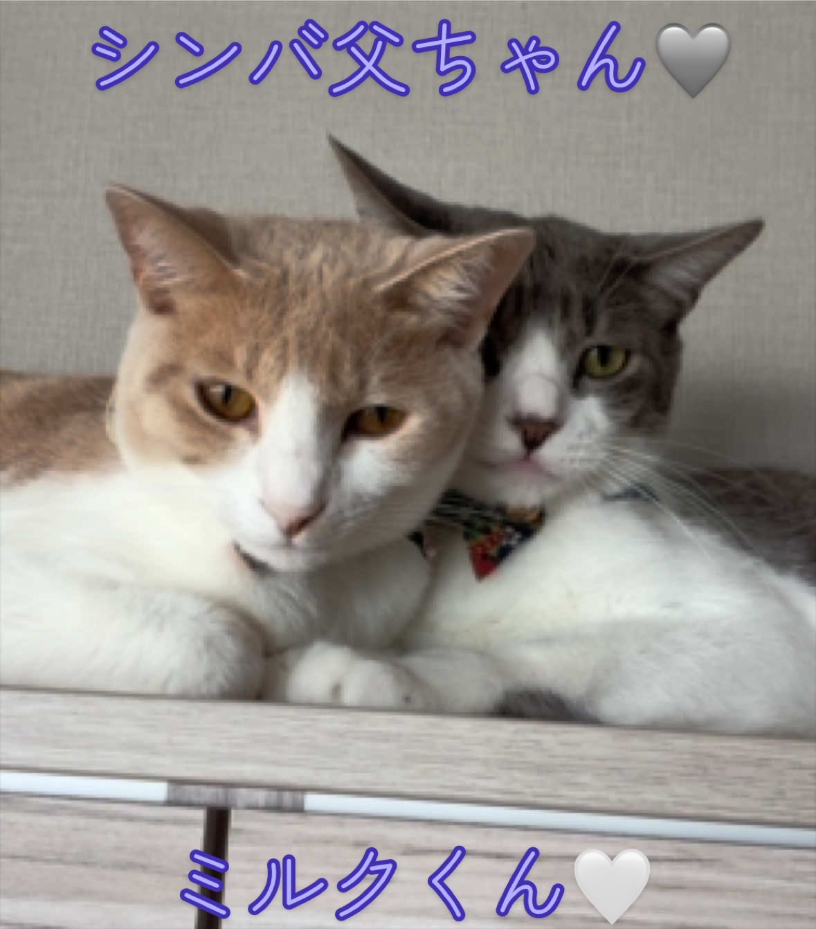 @はっぴー野郎☺︎