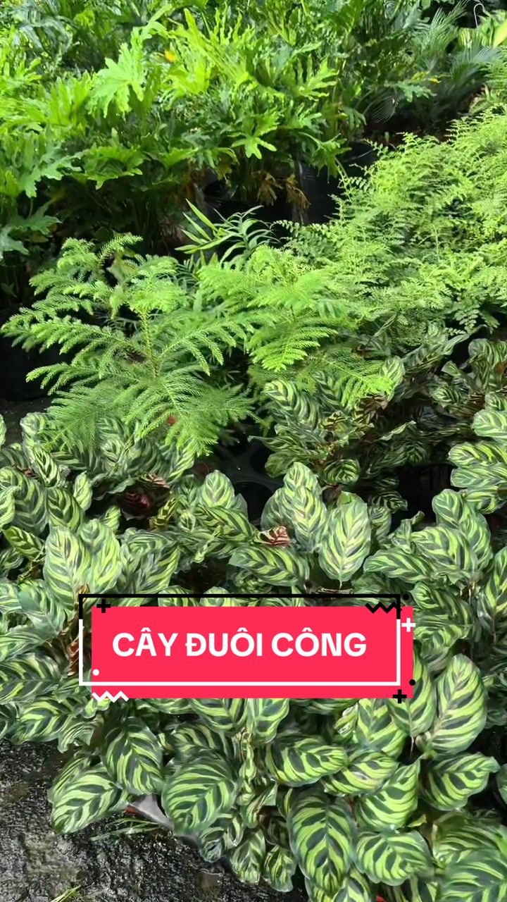 @Cây Xanh Phong Hồng
