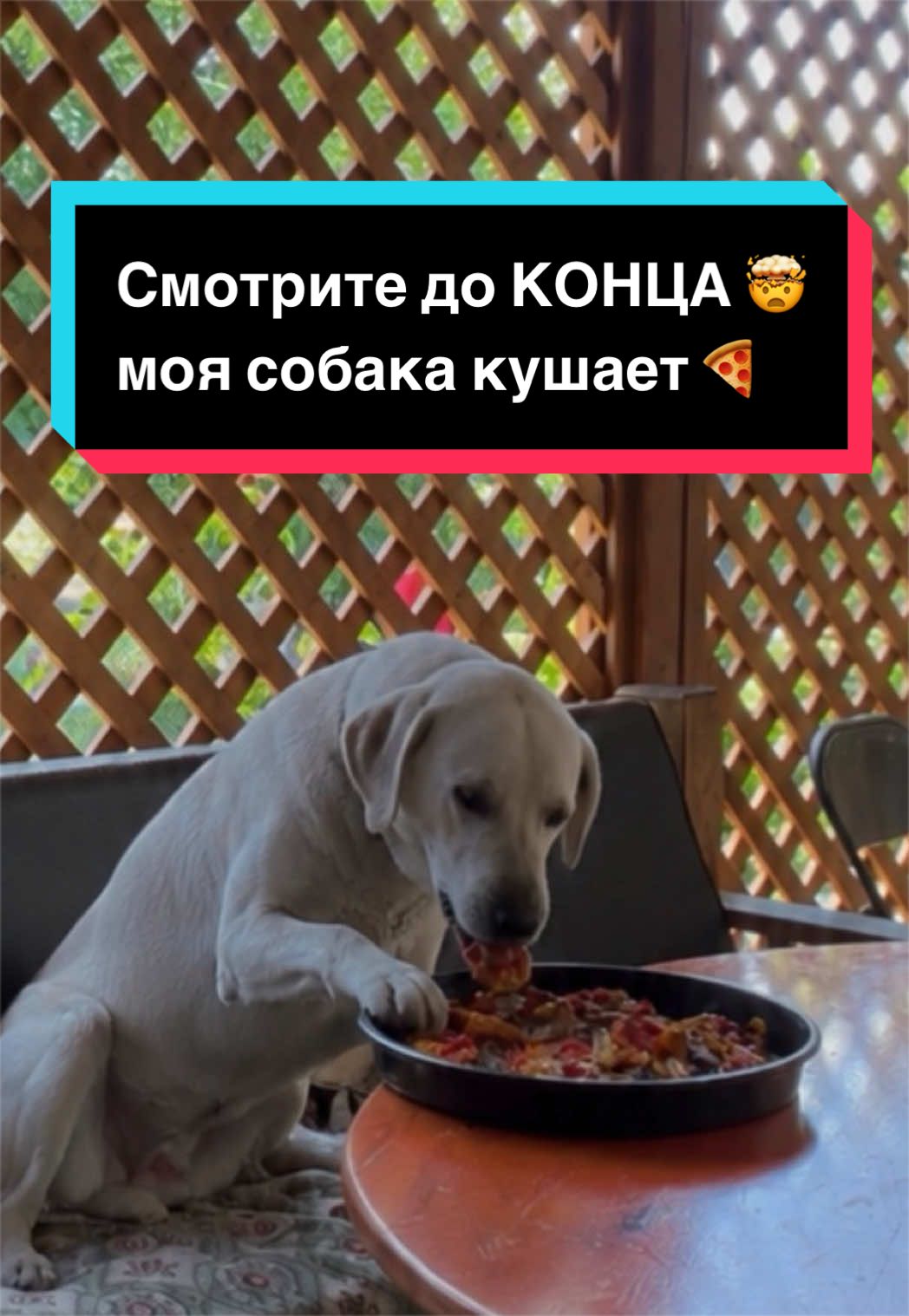 @Larisa🐾Taison