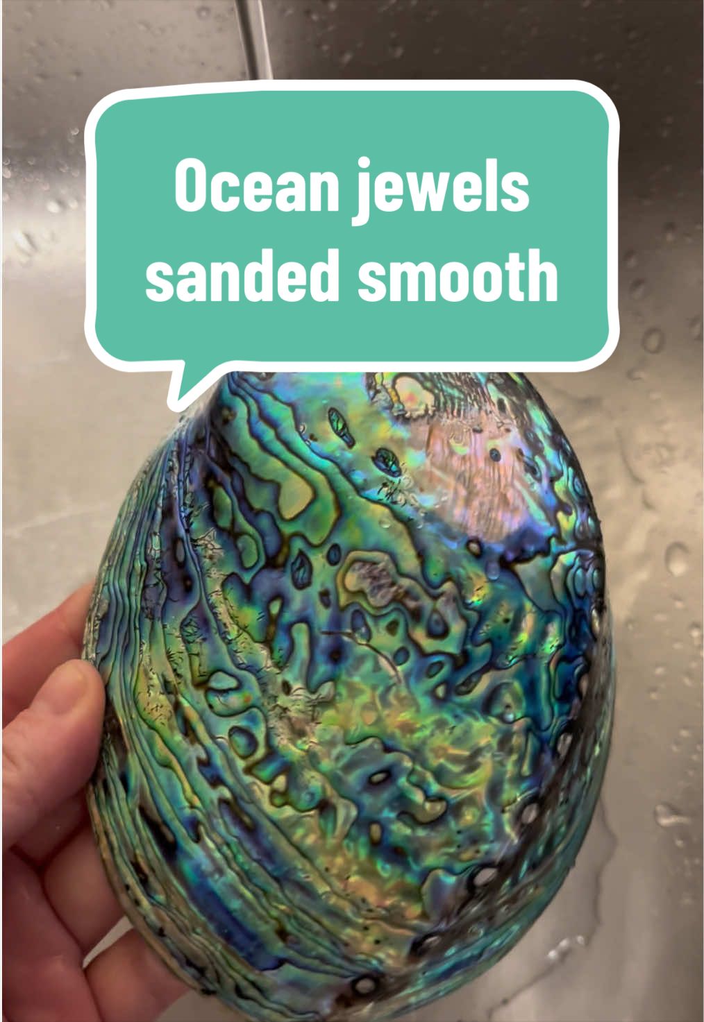 @Dusty J Designs | Shells