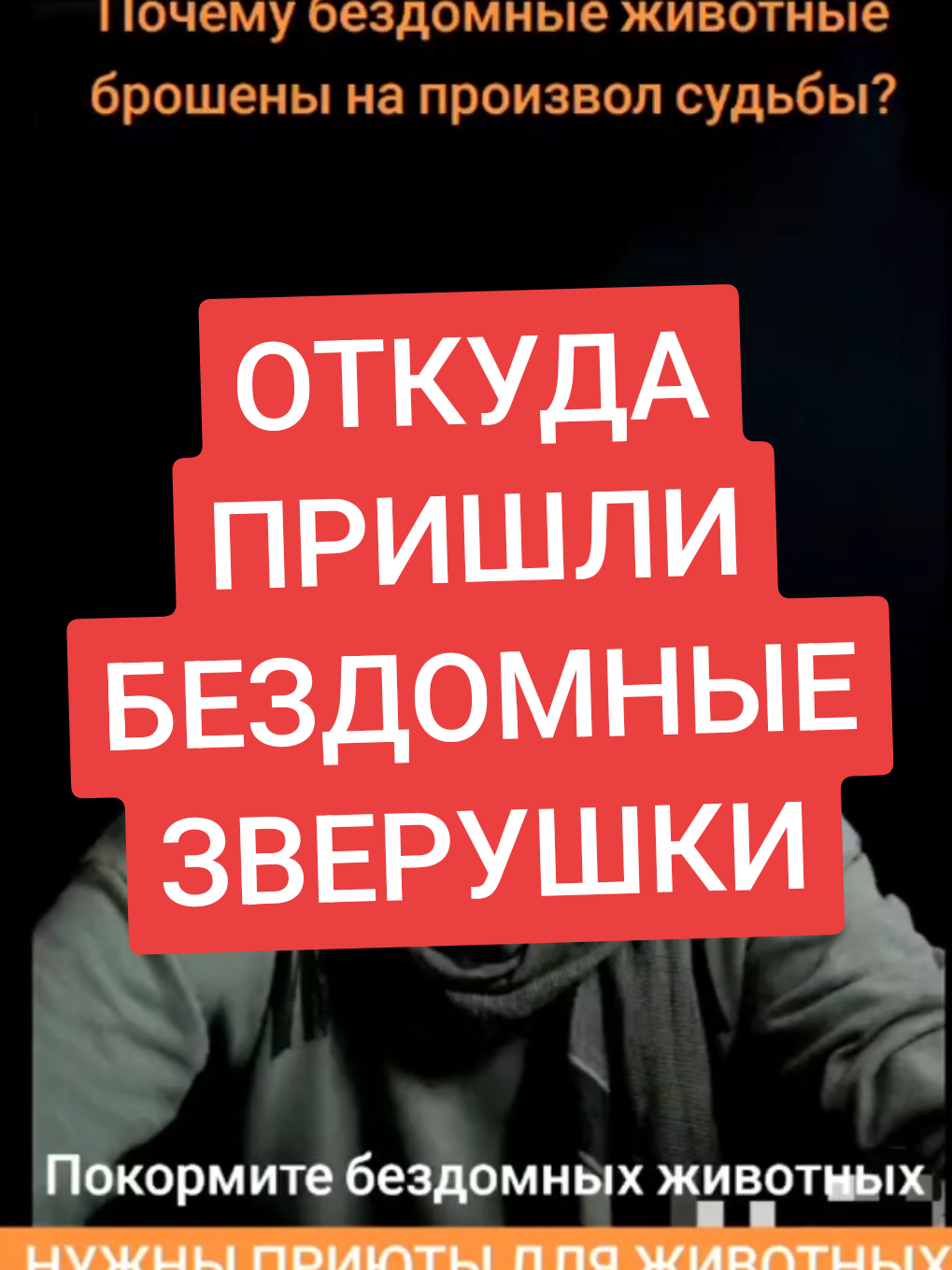 @КОТЫ СОБАКИ И ФИЛОСОФ