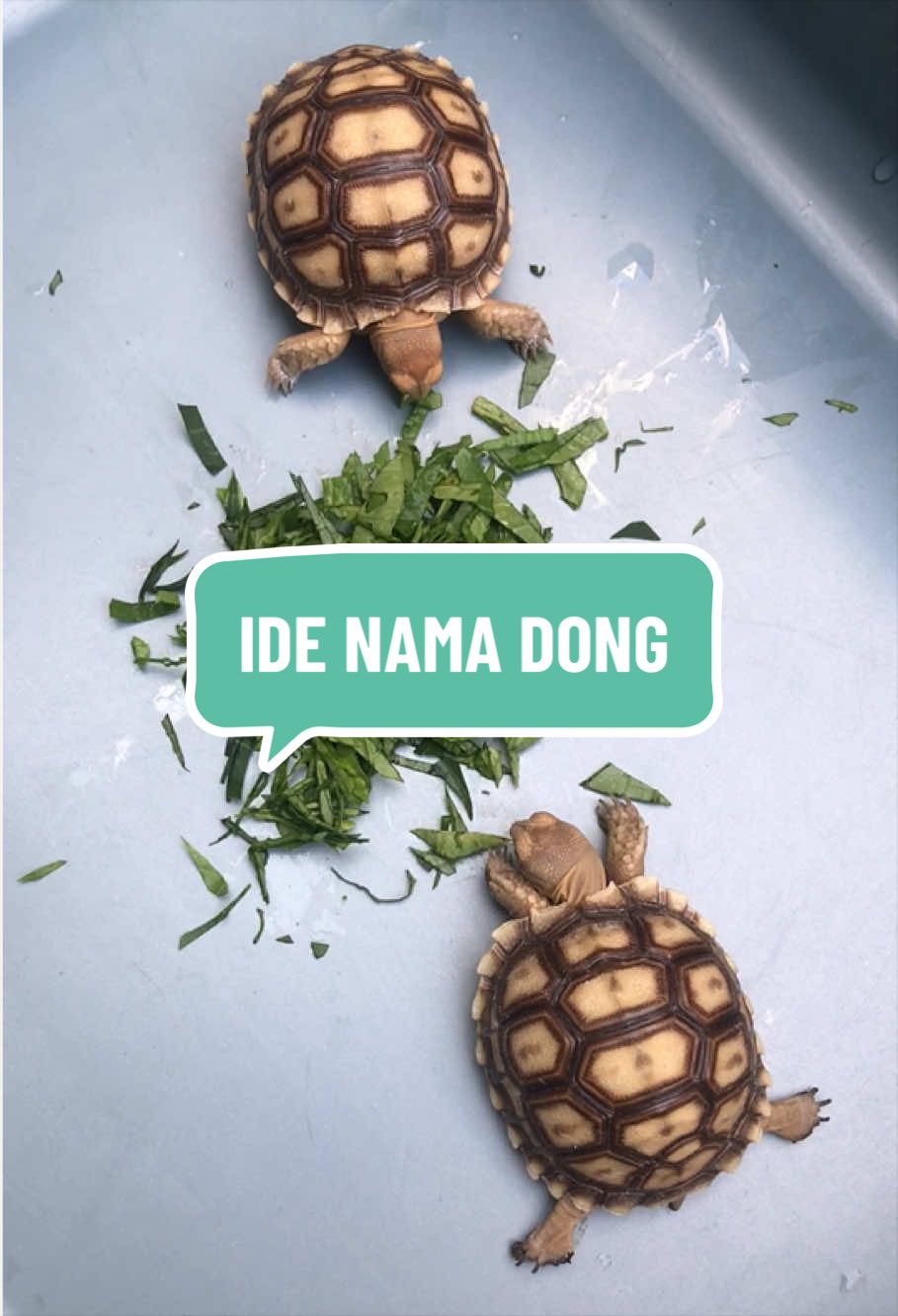 @MYtortojourney 🐢