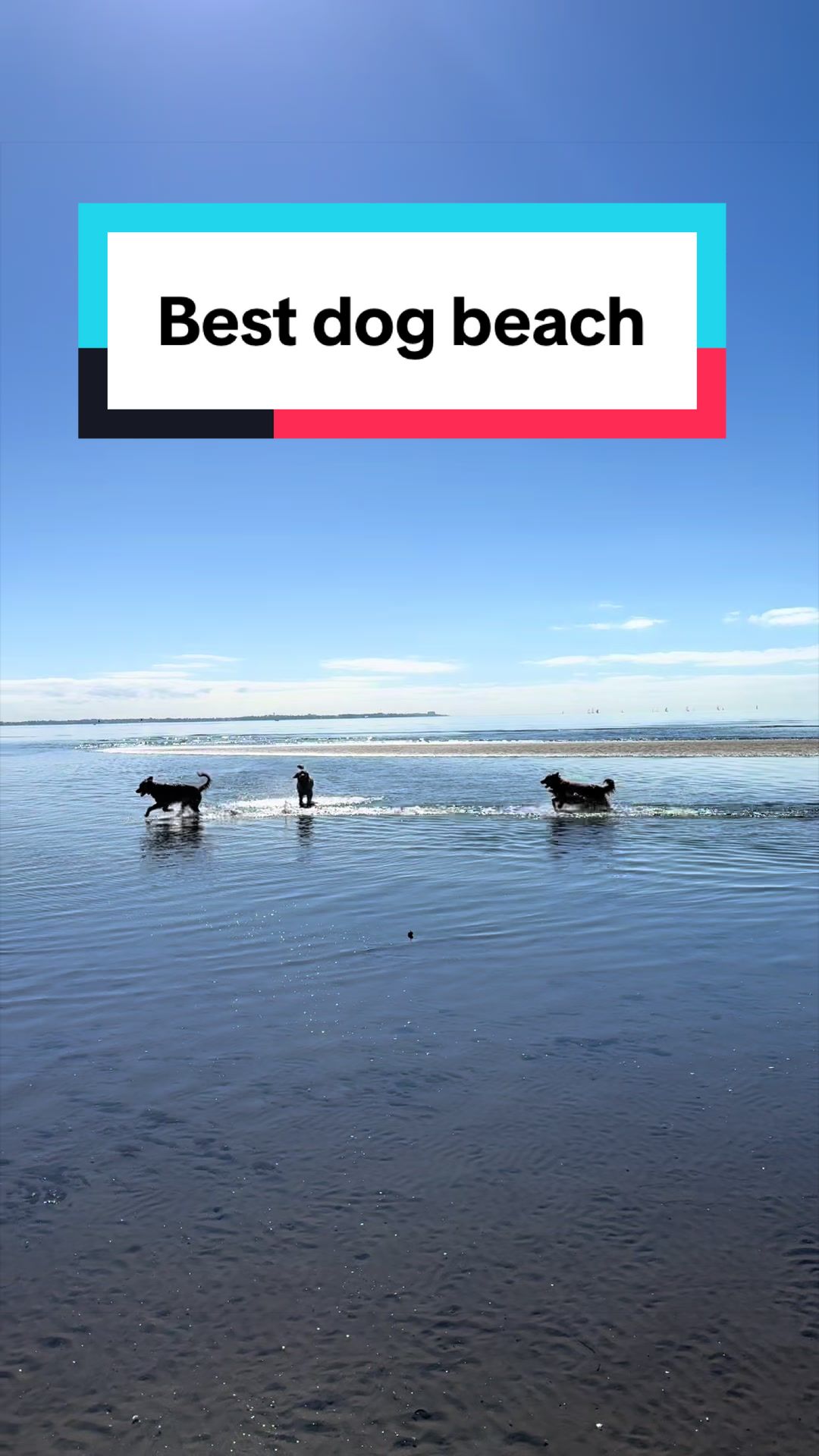 @3goldenretriever