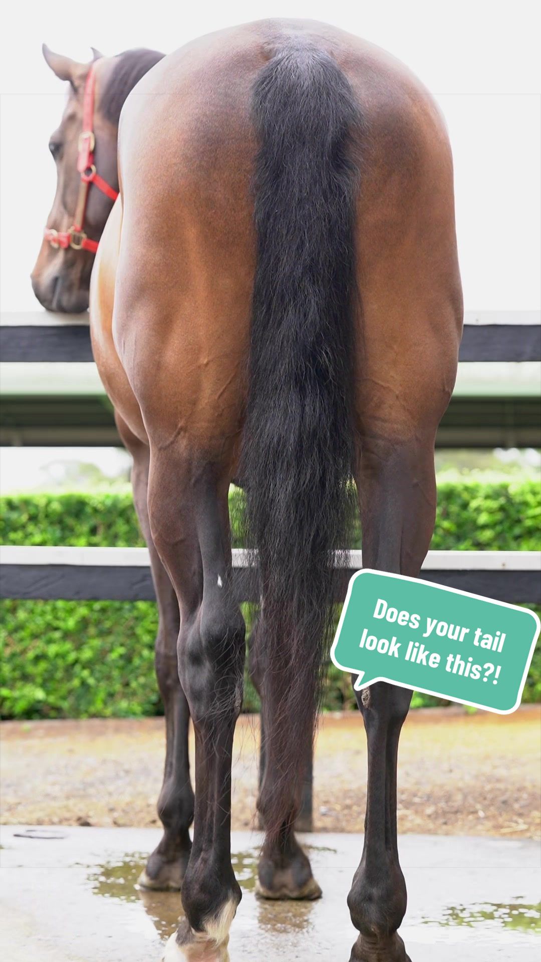 @Luxe Lengths Equine Extensions