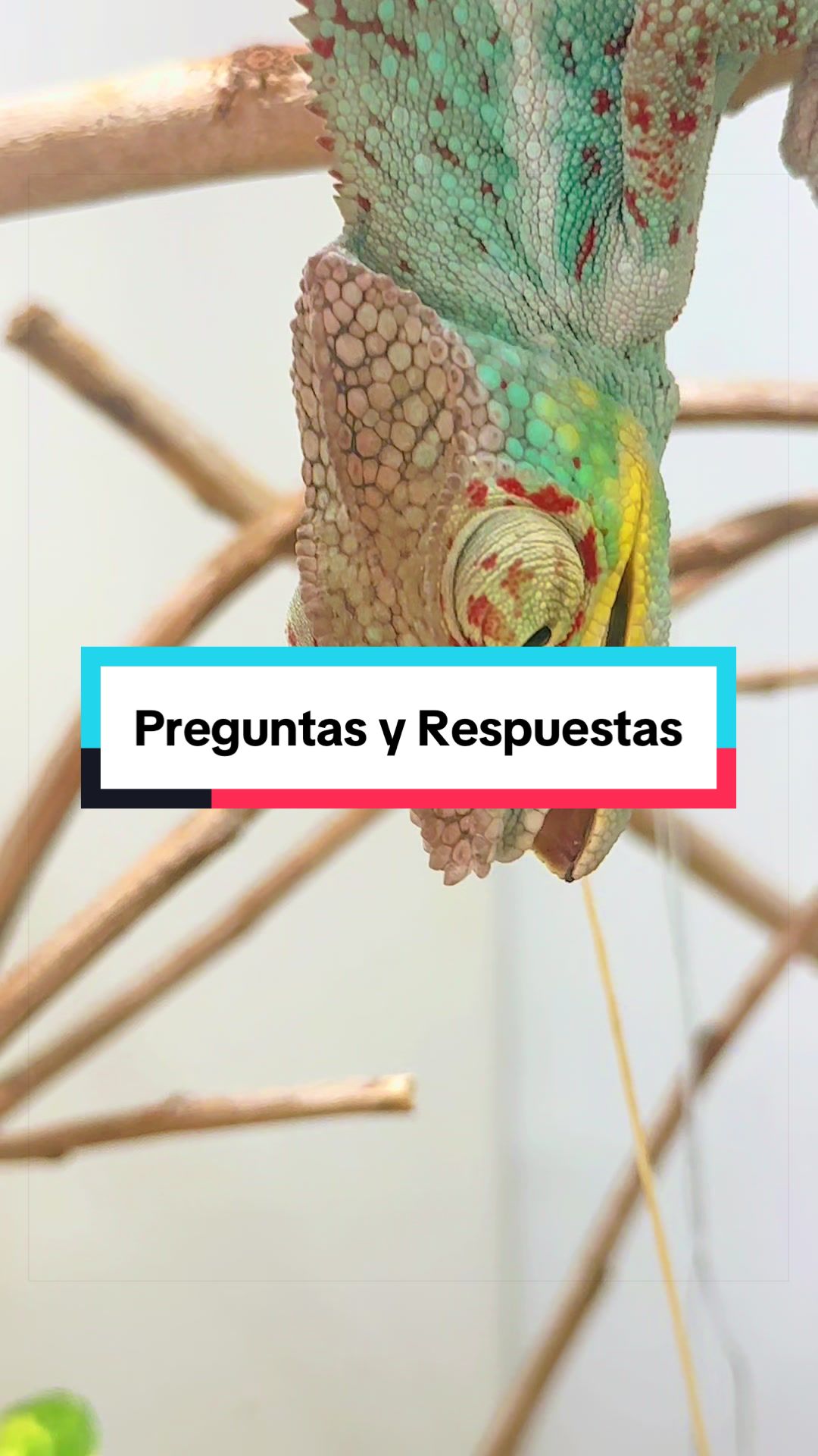 @ReptilMania