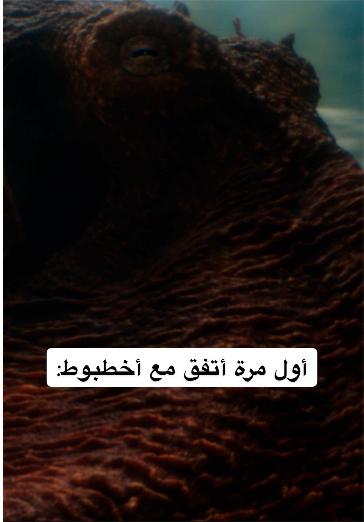 @NetflixMENA