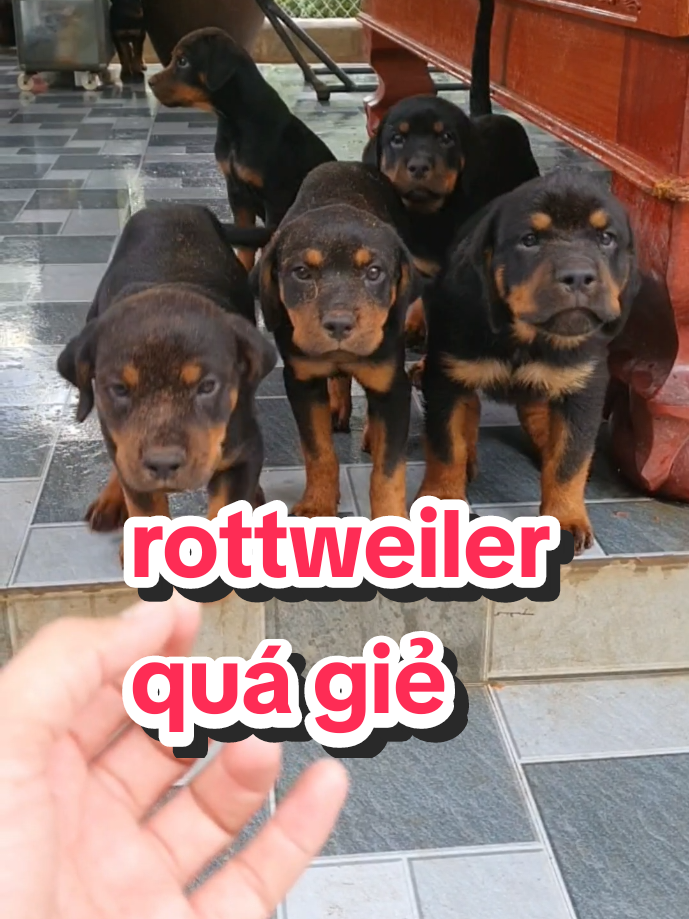 @Trại Ch&oacute; &Uacute;t S&aacute;u