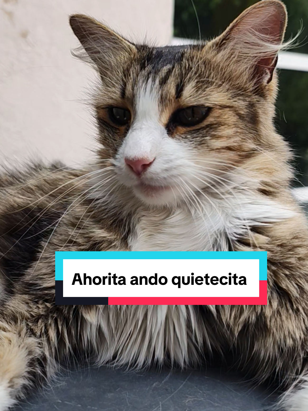 @Lunita🐱🌜