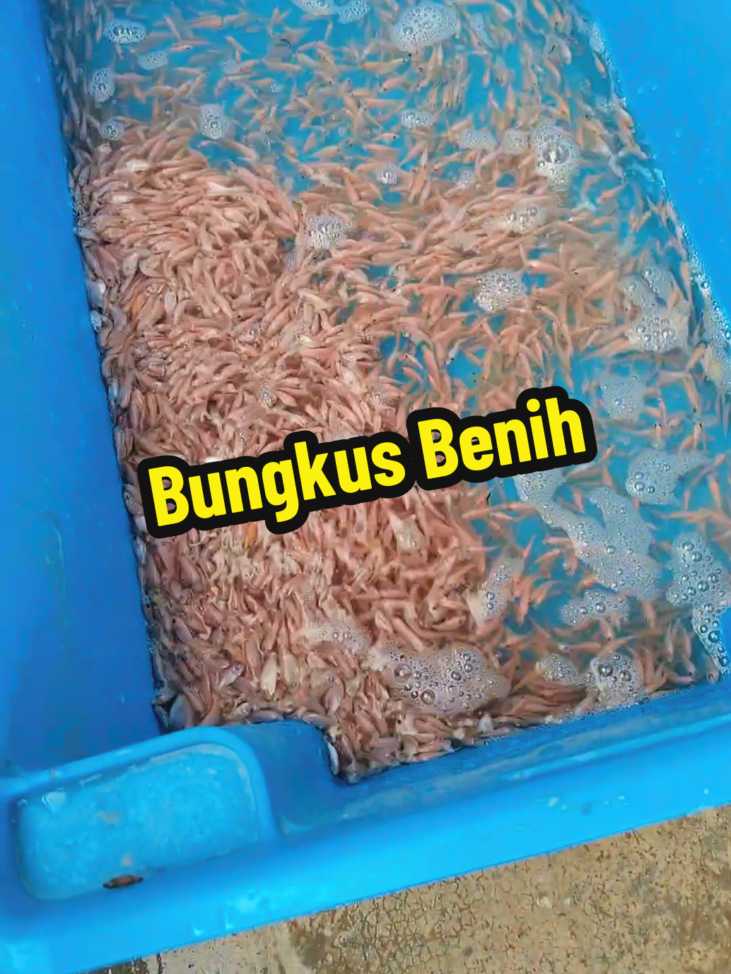 @DiZuL