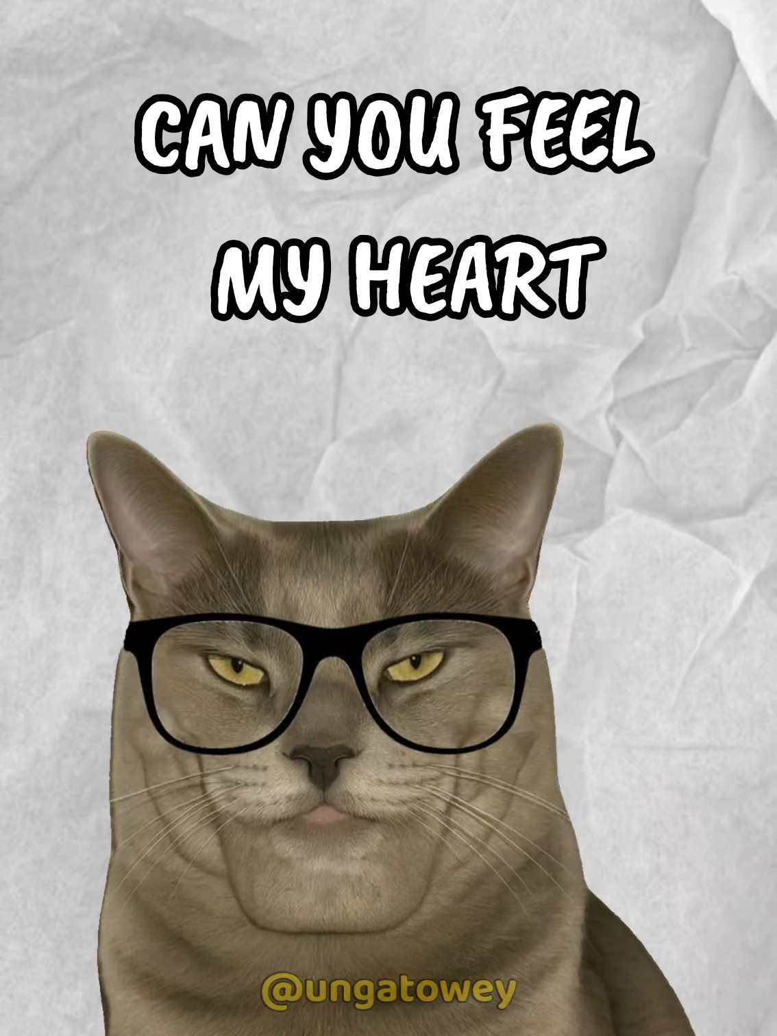 @UN GATO WEY