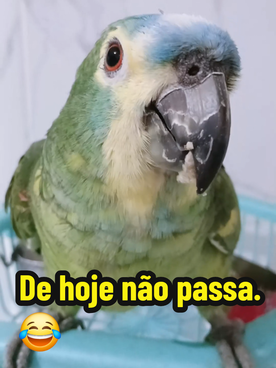 @Papagaio Chico🌽🦜