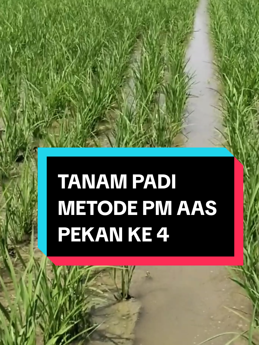 @PPL KOTAMAKMUR