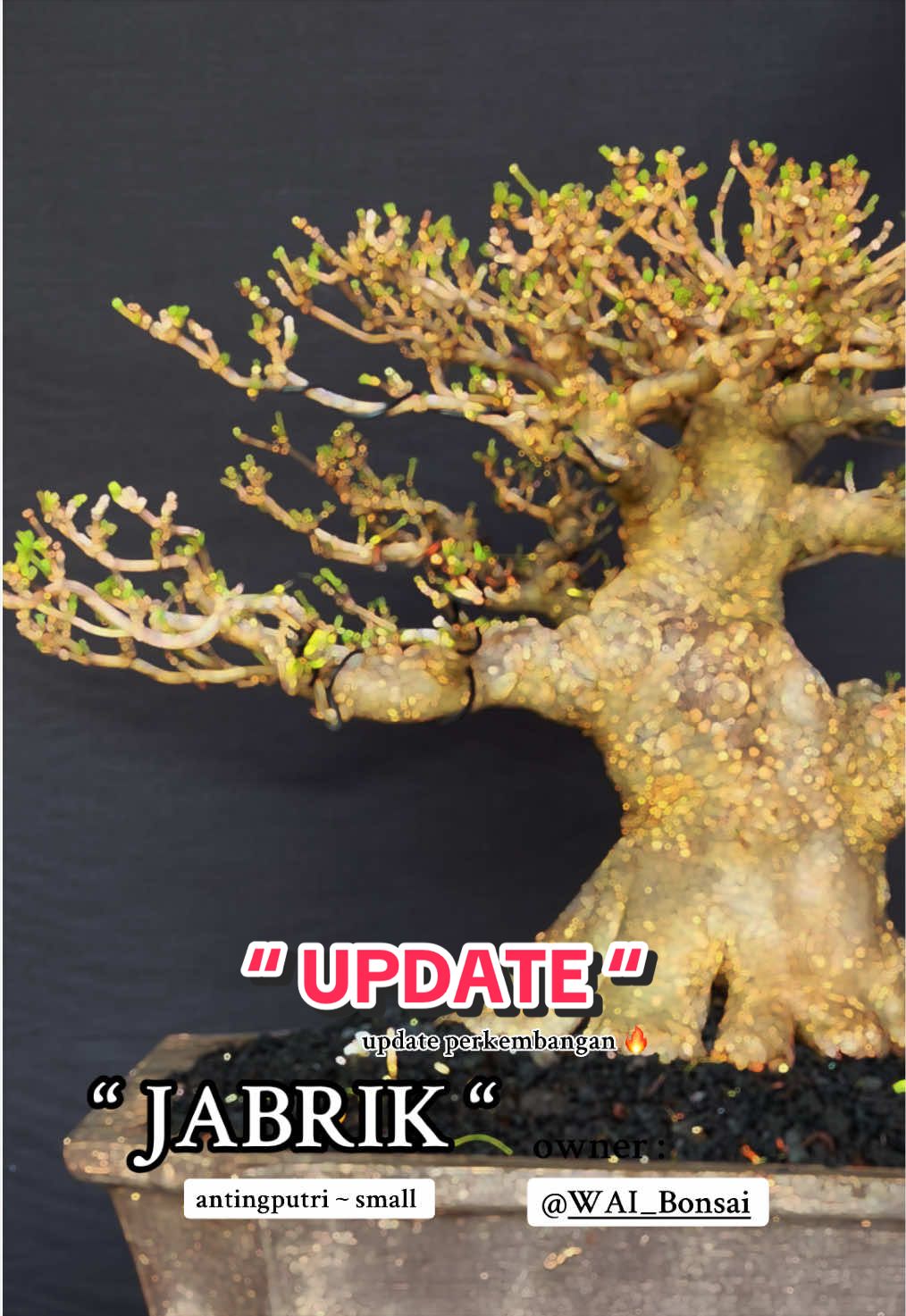 @warbonsai_purwodadi
