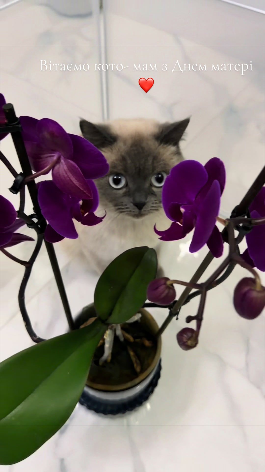 @Трускавецька киця 😻
