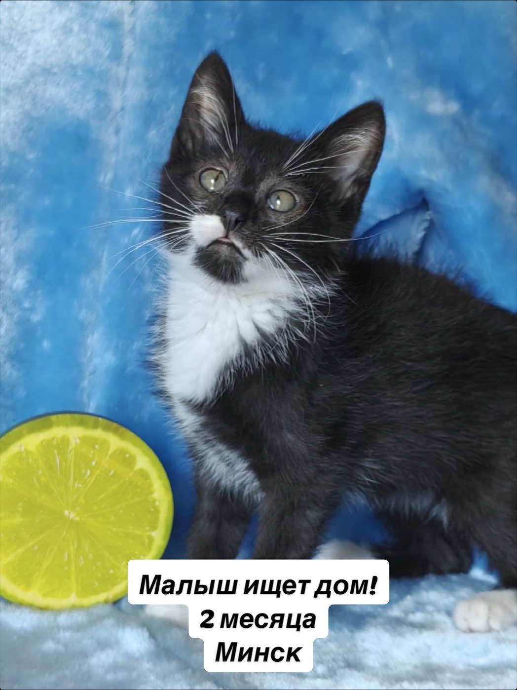 @Котята в дар!