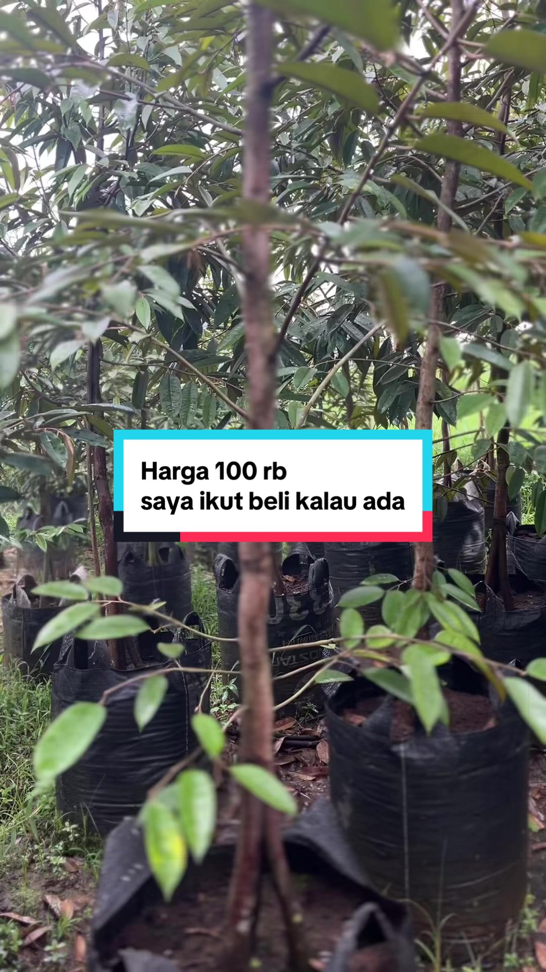 @RATU BIBIT