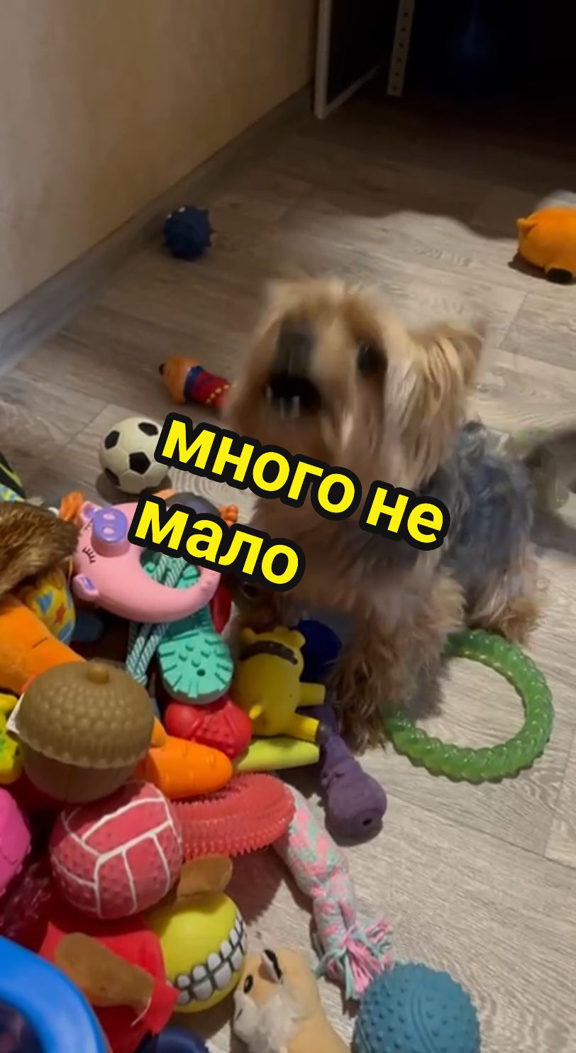 @🤟Веня Машаранский✌
