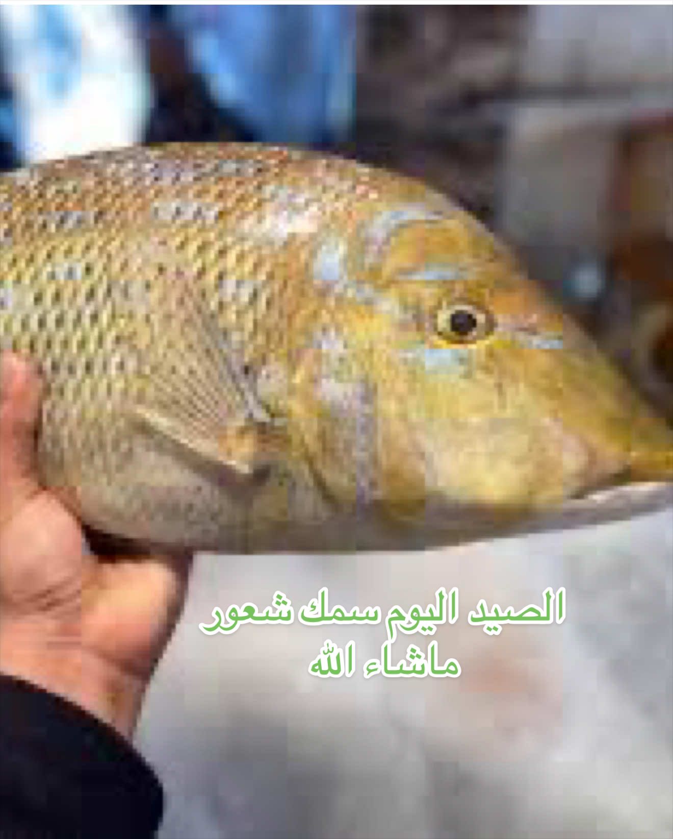 @saeed sports