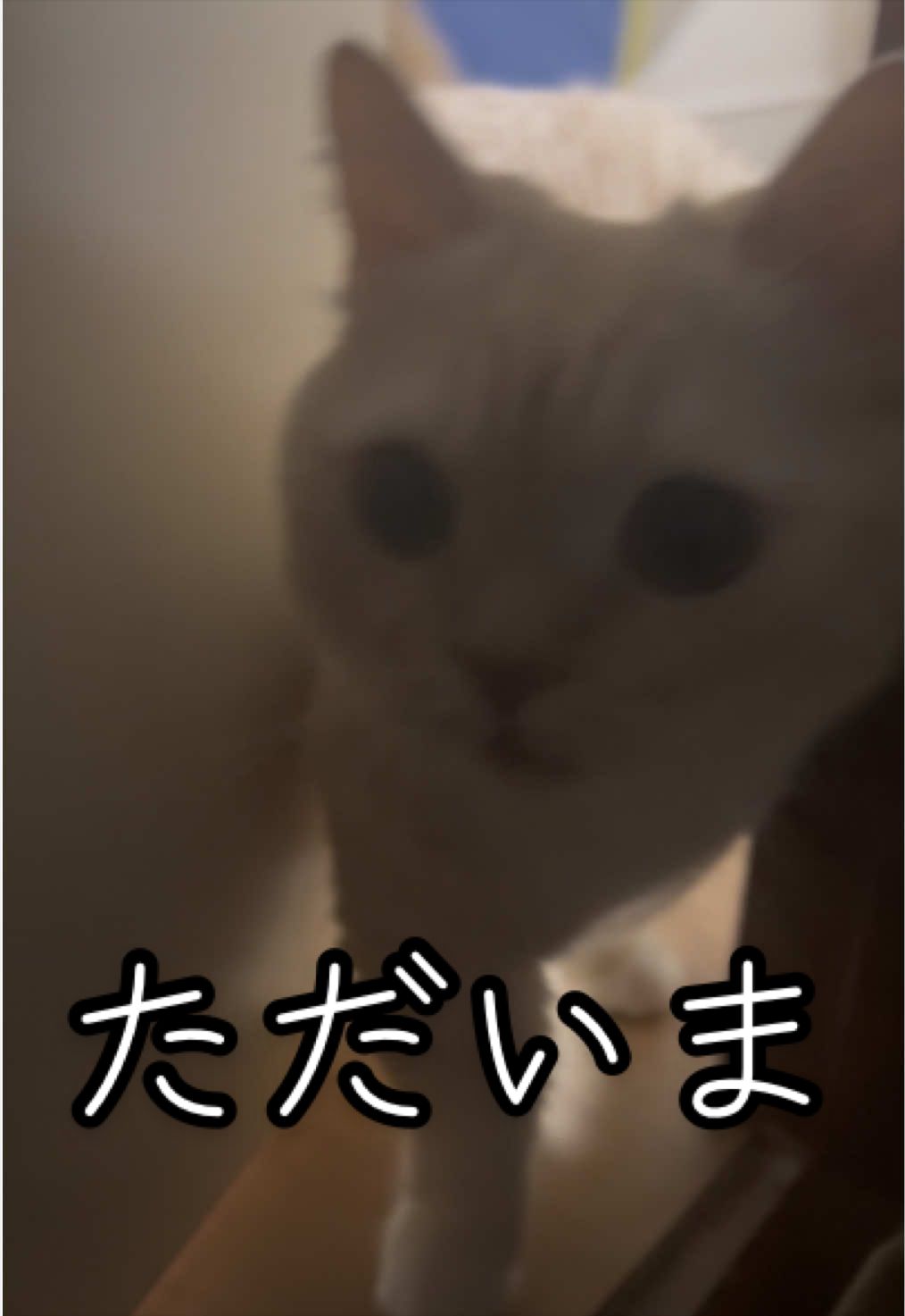 @縫くんと私