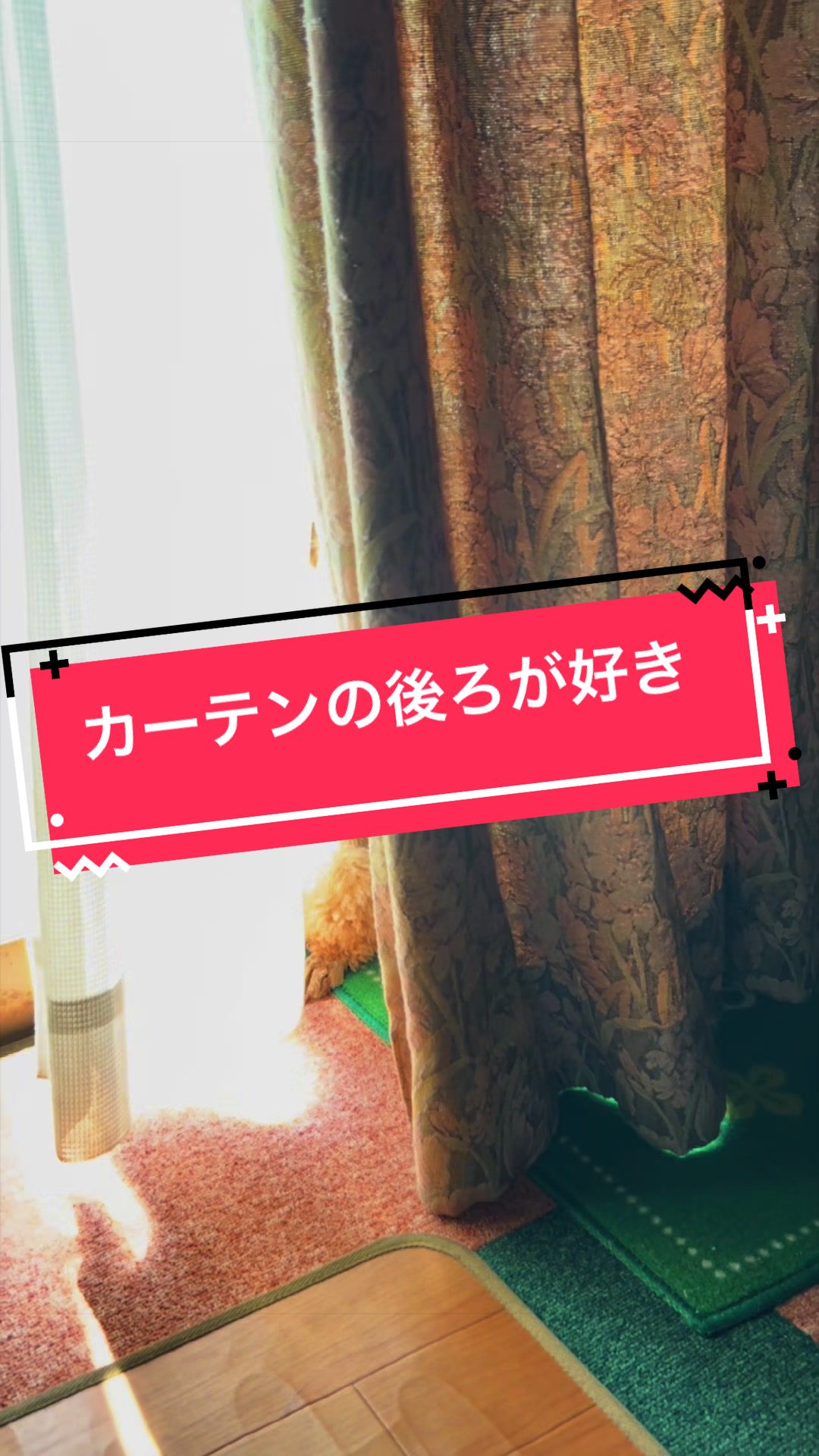 @カンキツ