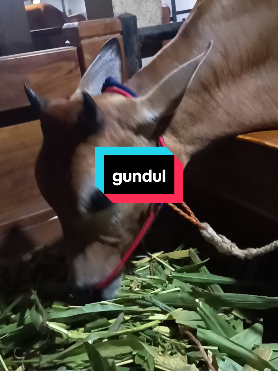 @njy