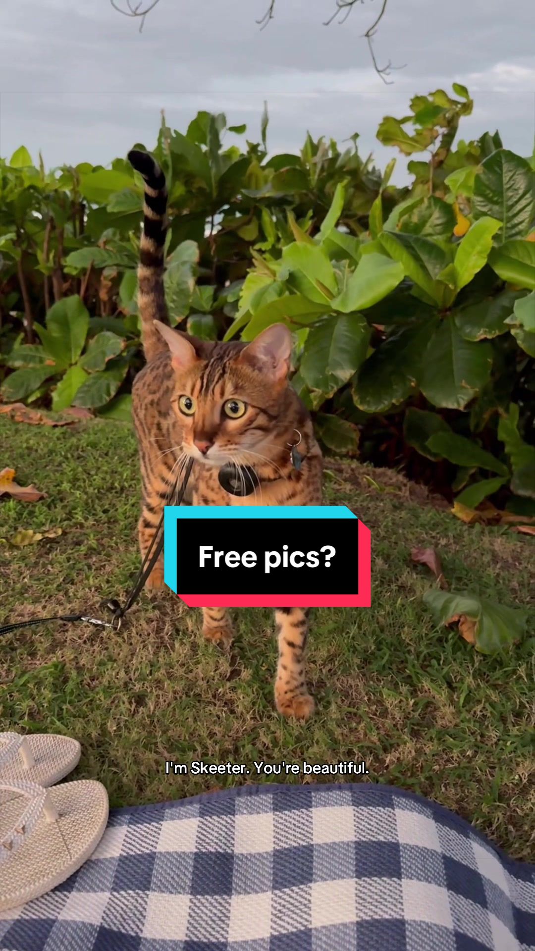 @Skeeter The Bengal