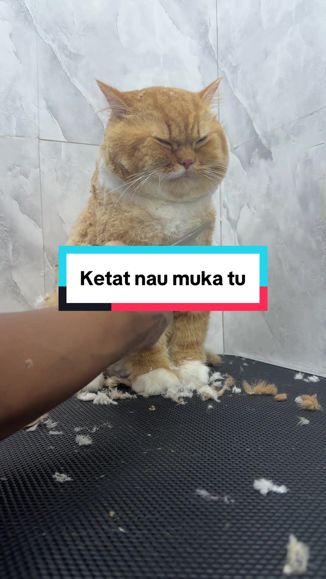 @MOZICAT | CAT GROOMING RAWANG