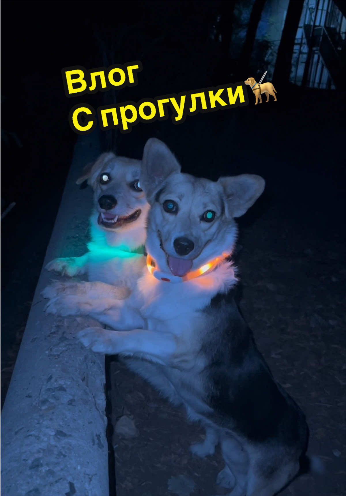 @НЕ КОРГИ