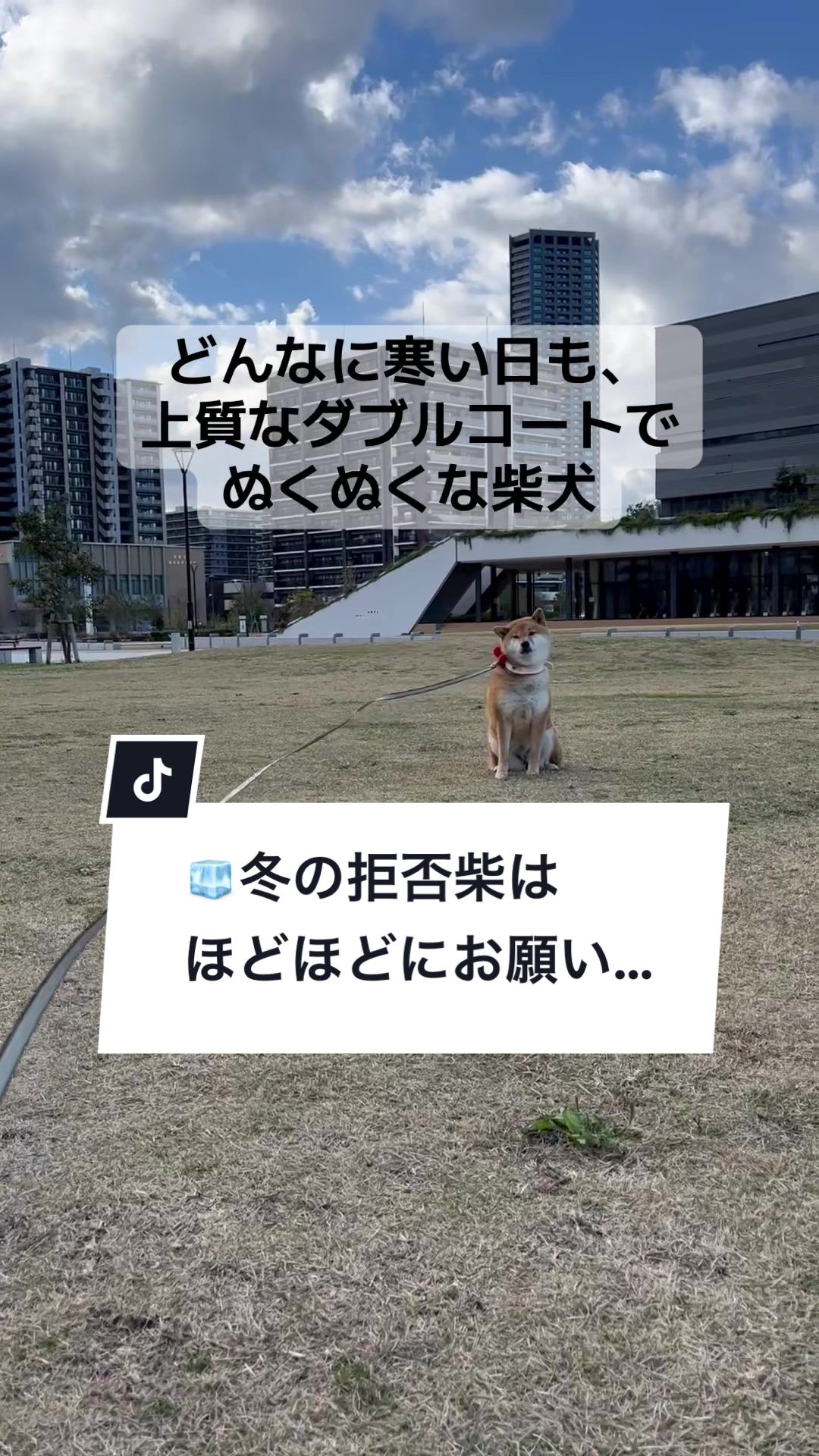 @柴犬はな🐾