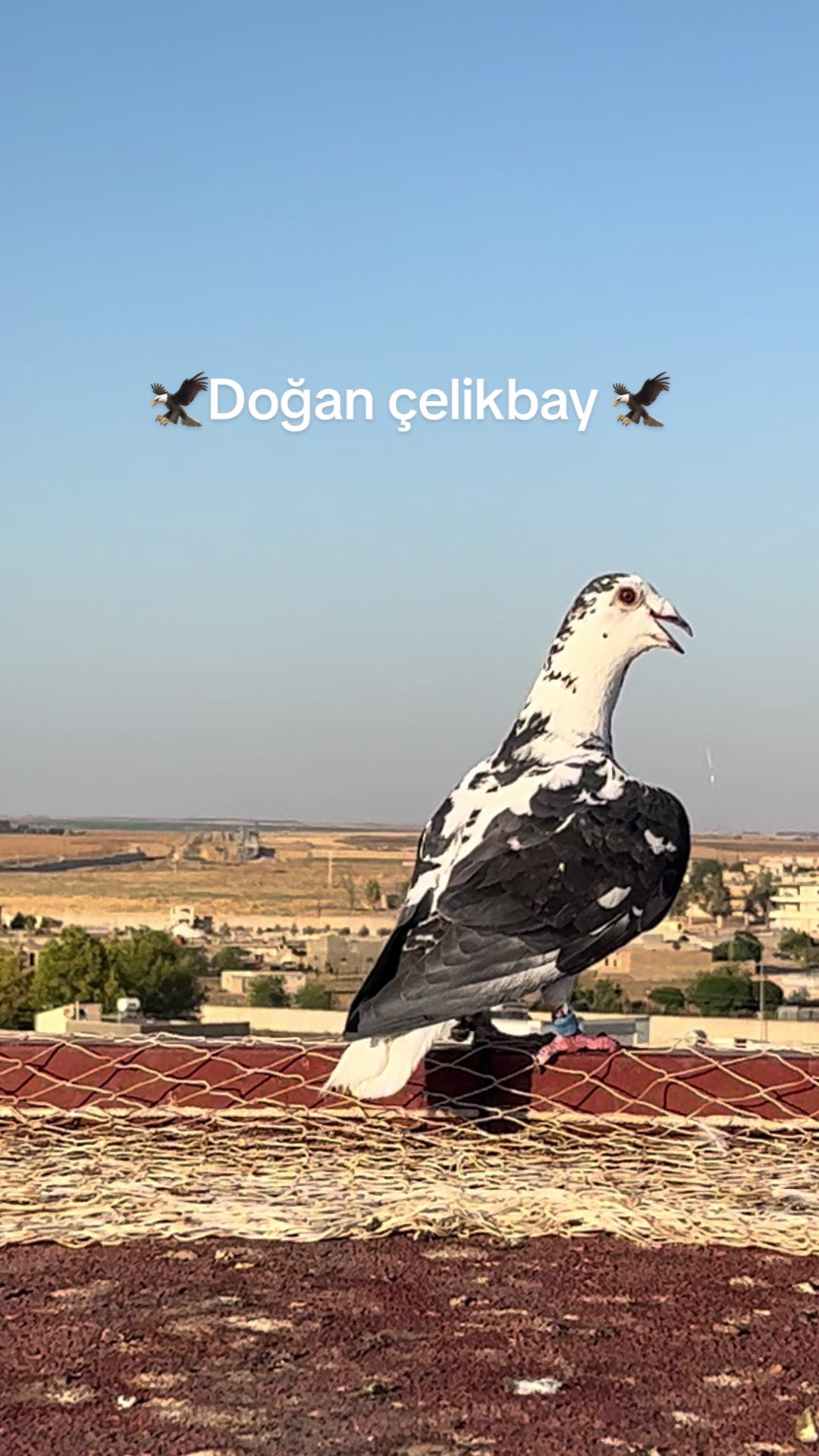 @Doğan çelikbay