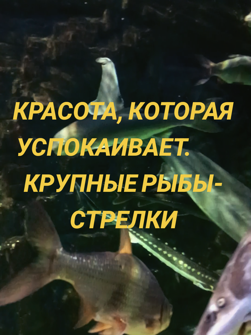 @Шагида888