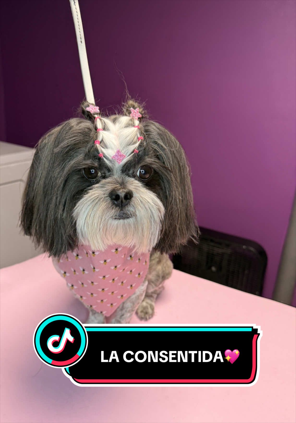 @wonderpetsgrooming