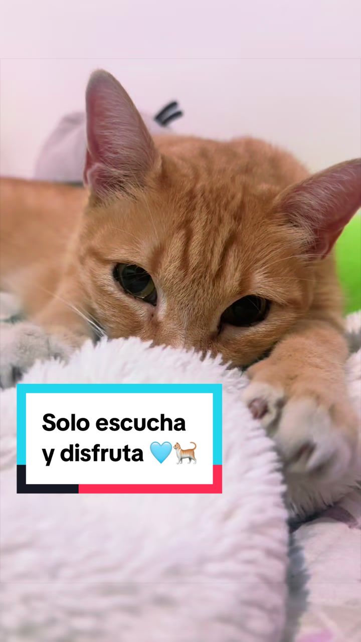 @oh_yess.t