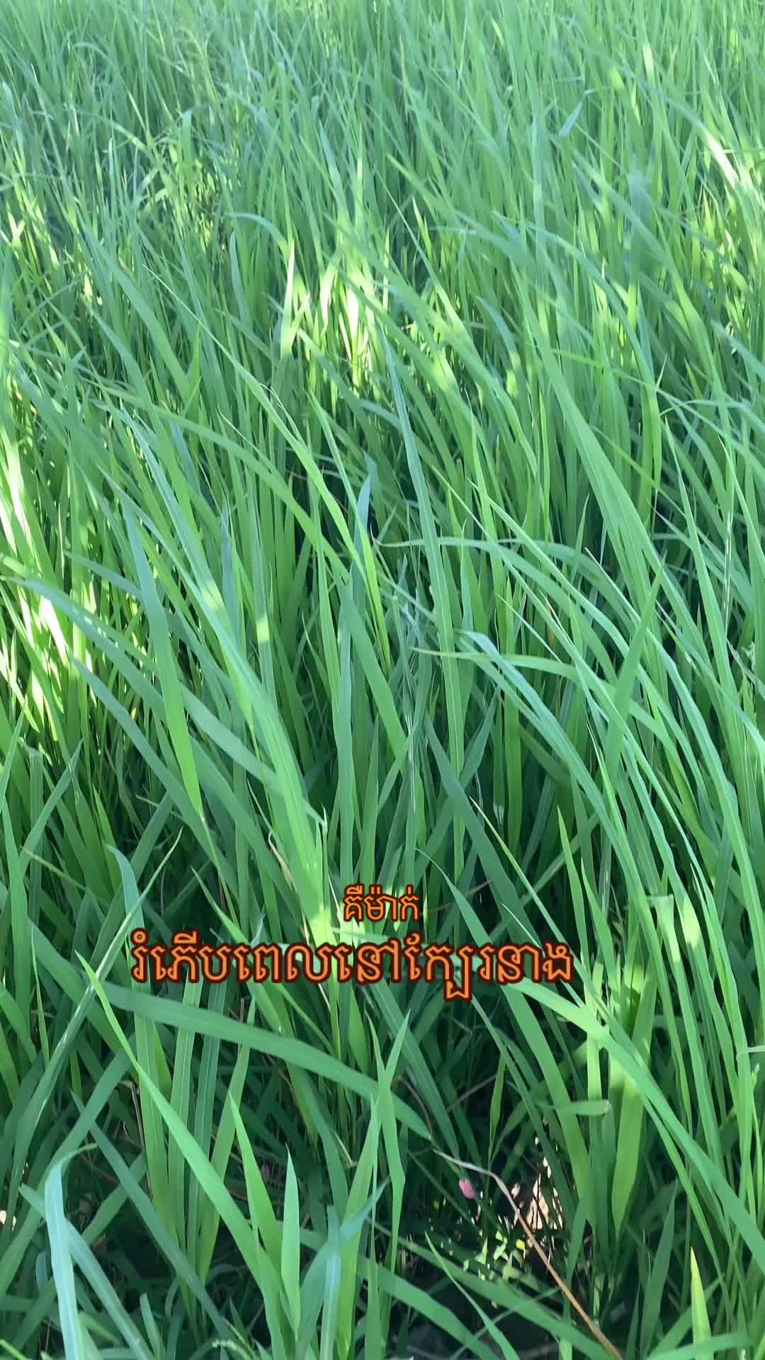 @Pu Vuth ๐ฐ๐ญ๐ฐ๐ท