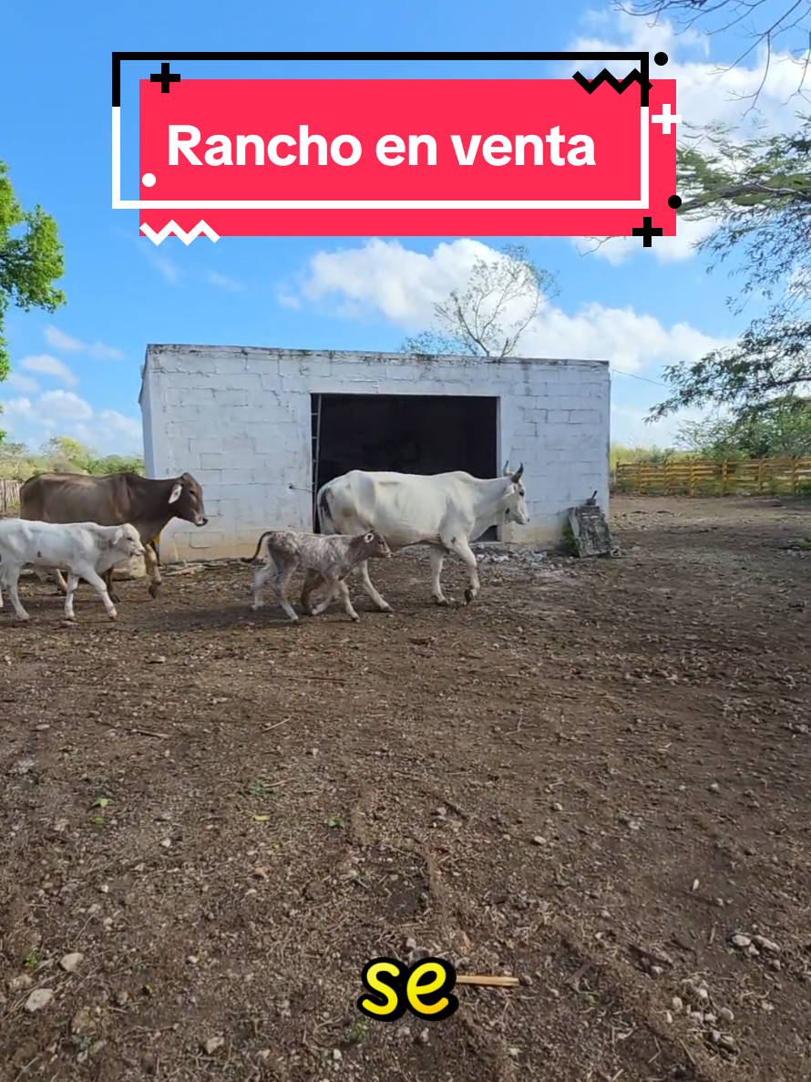 @Jose Chein - Bienes Raices