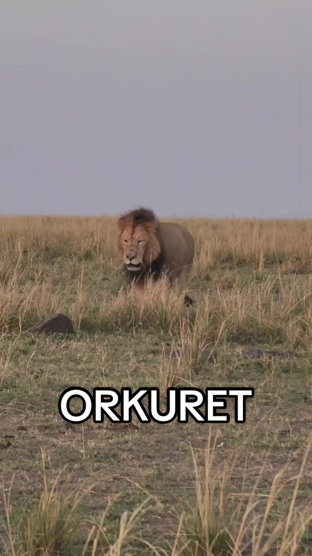 @𝓝 𝓪 𝓲 【Lion Expert】